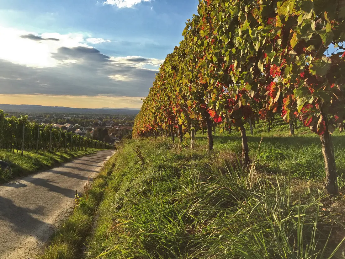 Serie Haltingen zeigt Fotos aus dem Markgräfler Land  