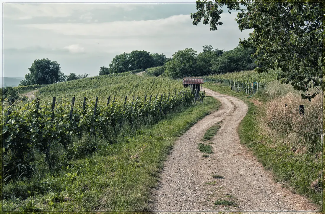 Serie Haltingen zeigt Fotos aus dem Markgräfler Land 