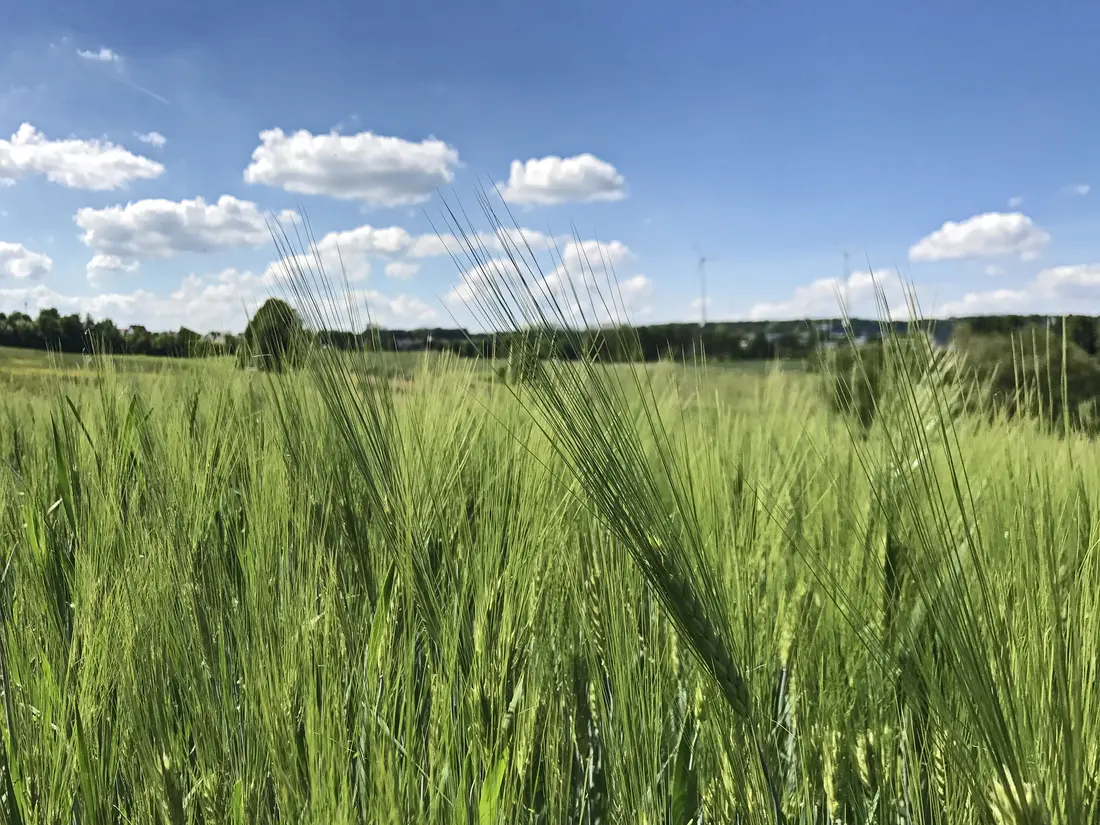 Weizenfeld vor Horizont