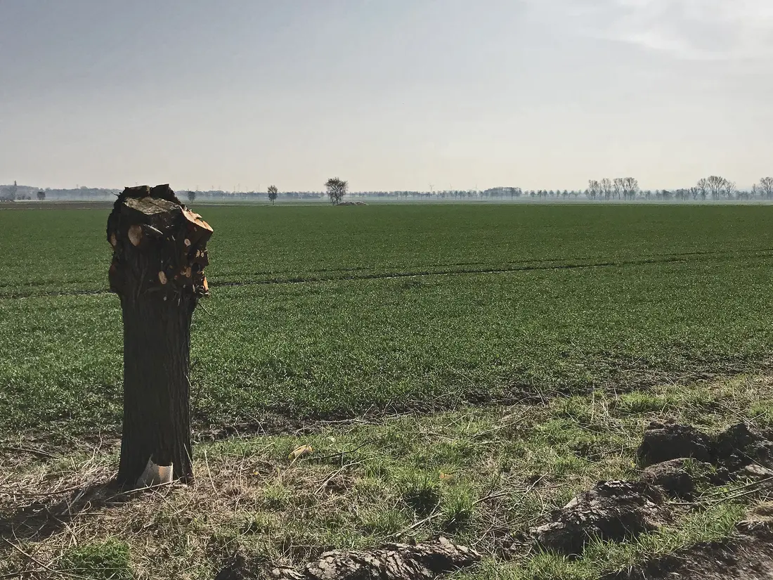 Baum, bis auf den Rumpf beschnitten