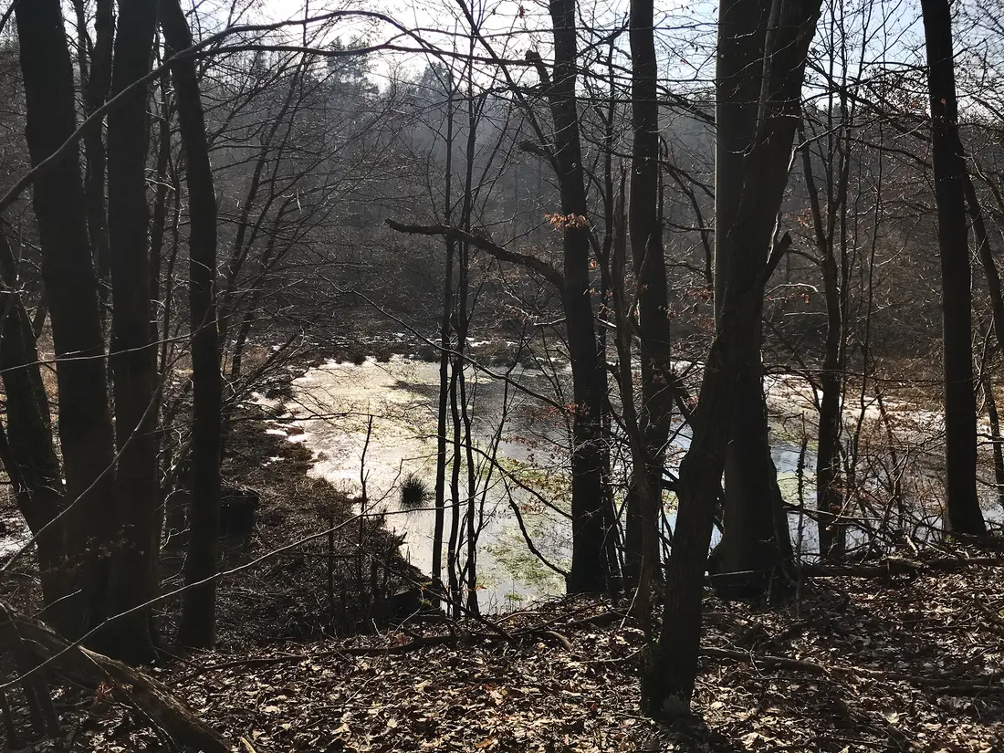 Ein Teich im Wald im Licht