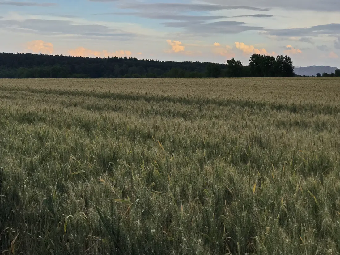 Wölkchen über Getreidefeld