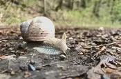 eine Schnecke