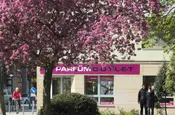 Ein rosa blühender baum vor einem rosa Ladenschild