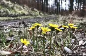 Erste Blümchen im Wald