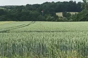 Ein Kran steht im Wald