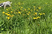 Hund in der Blumenwiese