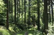 Sonne im Wald