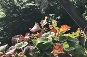 Spinnennetz mit frischer Fliegenbeute