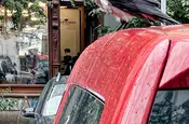 Berlins Tauben
