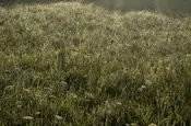 Bio-Textur