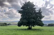 Solitärbaum auf Sommerwiese bei Friedewald