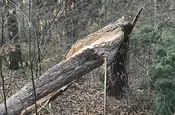 Aufgesplitterter Baumstamm