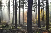 Morgennebel im Wald