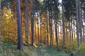 Sonne im Herbstwald