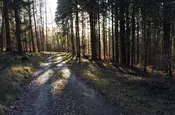 Ein Bild vom Wald mit Sonnenstrahlen