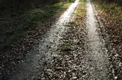 Ein nasser Waldweg reflektiert die Sonne