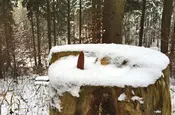 Tannenszapfen im Schnee