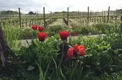 Serie Haltingen zeigt Fotos aus dem Markgräfler Land