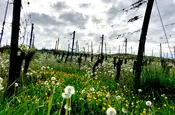 Serie Haltingen zeigt Fotos aus dem Markgräfler Land