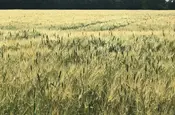 Zwei Sorten Getreide auf einem Feld