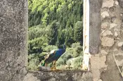 Ein Pfau in einer Ruine