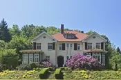 Rhododendren in voller Blüte