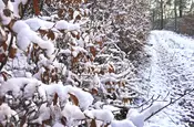 Schnee auf den Blättern am Wegesrand