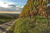 Serie Haltingen zeigt Fotos aus dem Markgräfler Land