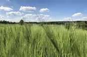 Weizenfeld vor Horizont