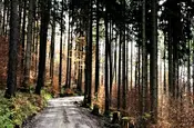 winterliche Sonne beleuchtet den Wald