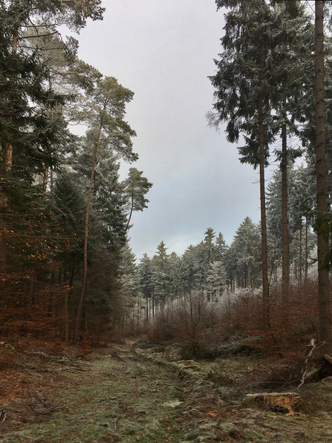 Wald bei Winterfrost