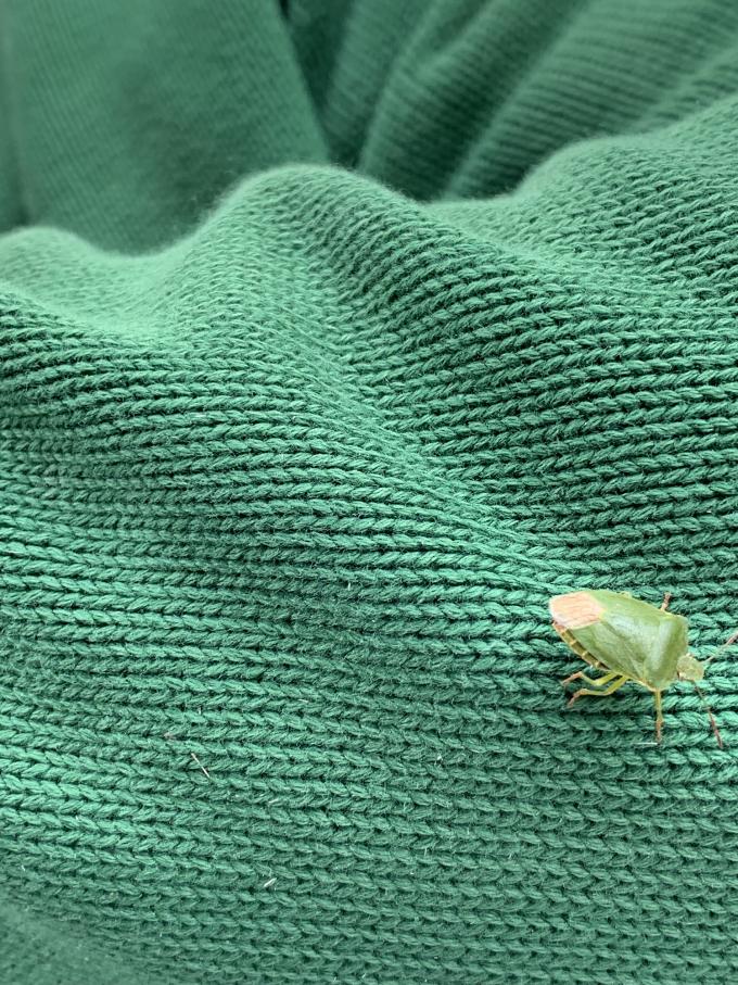grüner Käfer auf grünem Pullover