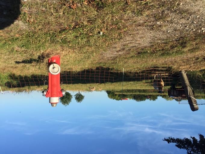 Ein Hydrant mitten in der Landschaft mit ein paar Schafen im Hintergrund