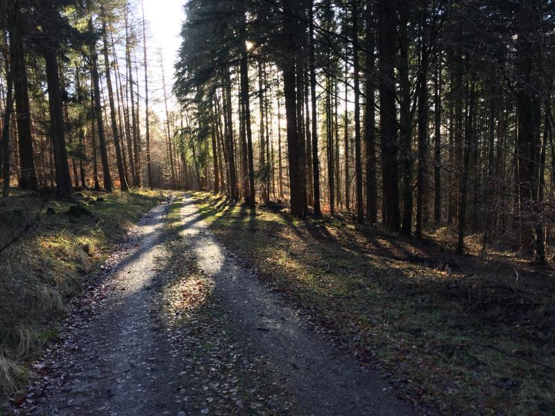 Ein Bild vom Wald mit Sonnenstrahlen