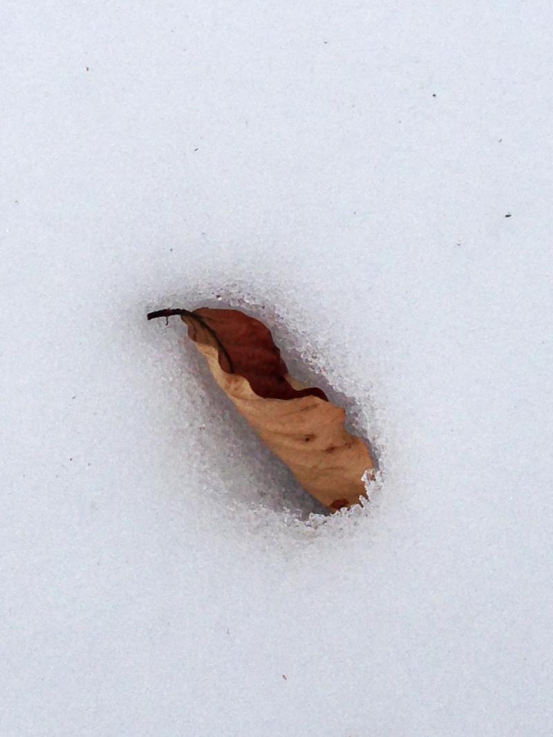 Ein Blatt im Schnee