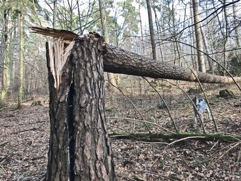 abgeknickter Baum