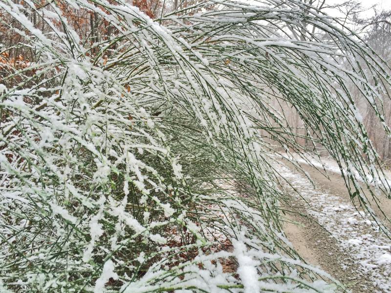 Strauchgewächs biegt sich vom Schnee