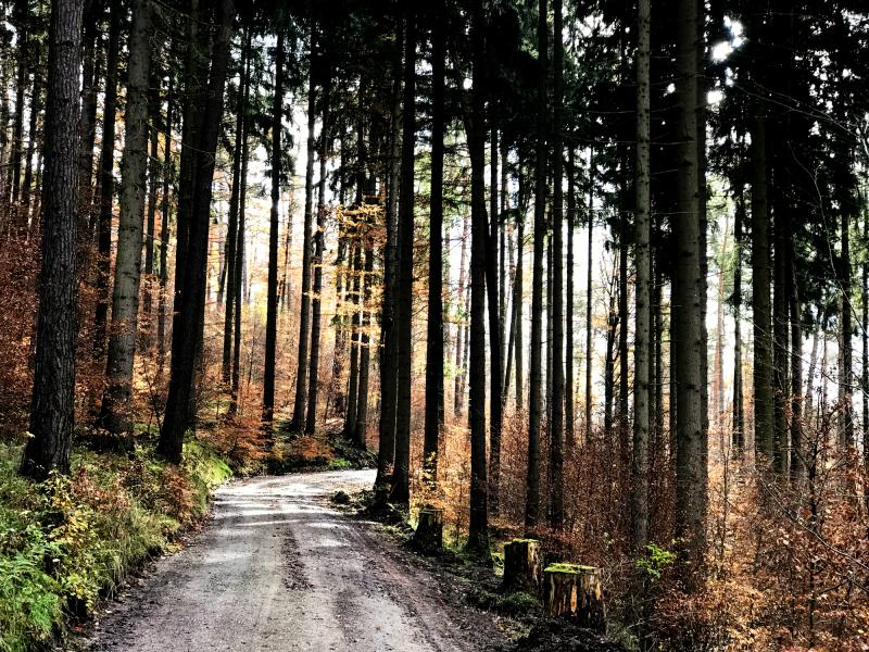 winterliche Sonne beleuchtet den Wald