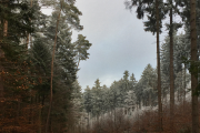 Wald bei Winterfrost