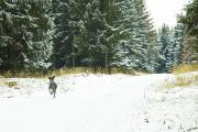 Charli rennt durch den Schnee