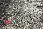 rotes Blatt auf grauem Boden