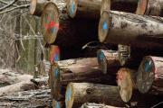 Holzeinschlag mit Sprühmarkierung