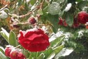 Rosen im Schnee